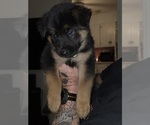 Puppy Diesel Gerberian Shepsky