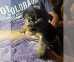 Small Photo #4 Yorkshire Terrier Puppy For Sale in WOODBRIDGE, VA, USA