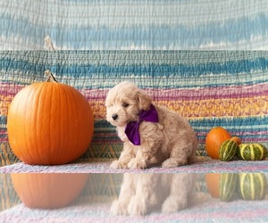 Pookimo Puppy for sale in LANCASTER, PA, USA