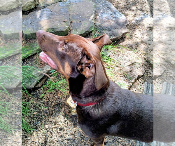 Medium Photo #5 Doberman Pinscher-Unknown Mix Puppy For Sale in Cottage Grove, MN, USA