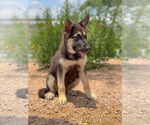 Small #2 German Shepherd Dog Mix