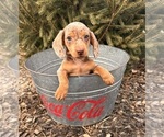 Small #4 Dachshund
