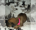 Small Photo #2 Bloodhound Puppy For Sale in N LITTLE ROCK, AR, USA