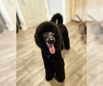Small #5 Poodle (Standard)