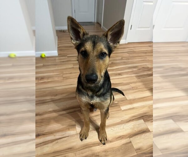 Medium Photo #4 Mutt Puppy For Sale in New York, NY, USA