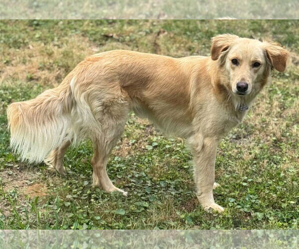 Medium Photo #3 Golden Retriever-Unknown Mix Puppy For Sale in Ocean Springs, MS, USA