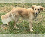 Small #2 Golden Retriever Mix