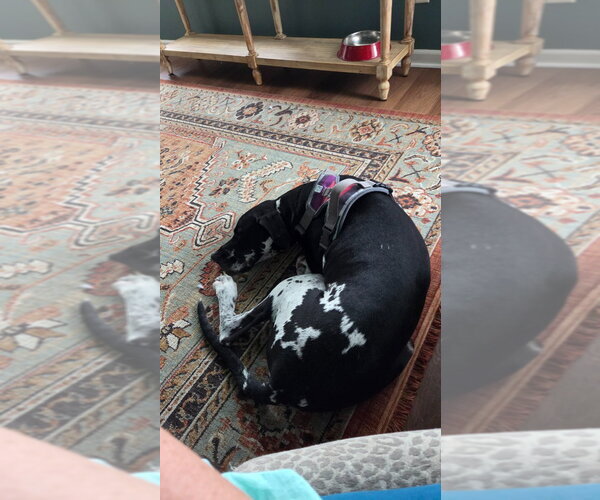 Medium Photo #4 Great Dane Puppy For Sale in Bullard, TX, USA
