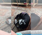Small #3 Great Dane