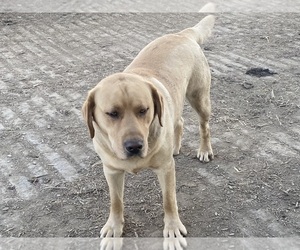 Father of the Labrador Retriever puppies born on 05/07/2025