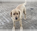 Small Photo #1 Labrador Retriever Puppy For Sale in MAYSVILLE, KY, USA