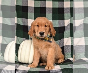 Golden Retriever Puppy for sale in QUARRYVILLE, PA, USA