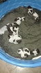 Small Photo #2 German Shorthaired Pointer Puppy For Sale in PRINEVILLE, OR, USA