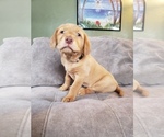 Small Photo #10 Labrador Retriever Puppy For Sale in NEENAH, WI, USA