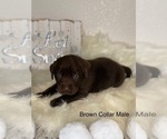 Small Photo #6 Labrador Retriever Puppy For Sale in OAKDALE, CA, USA