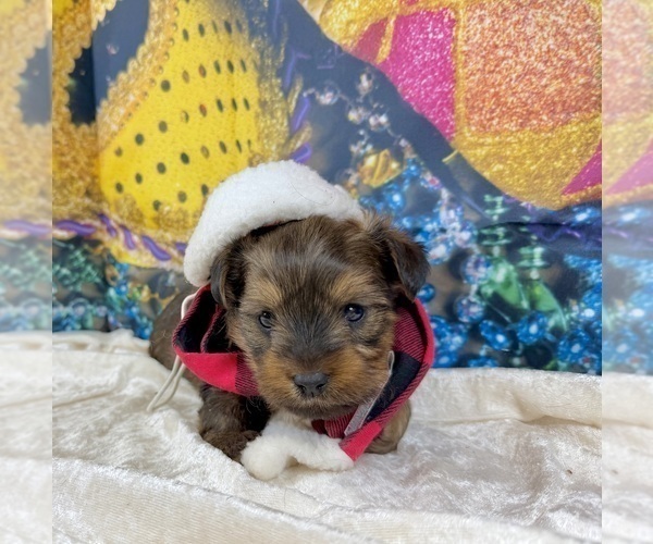 Medium Photo #19 Morkie Puppy For Sale in CASSVILLE, MO, USA