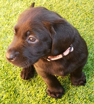Medium Photo #1 Labrador Retriever Puppy For Sale in WOODINVILLE, WA, USA