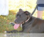 Small #25 American Pit Bull Terrier Mix