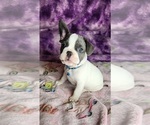 Small #13 French Bulldog