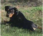 Small #2 Rottweiler