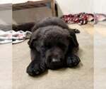 Small #5 Border Collie Mix