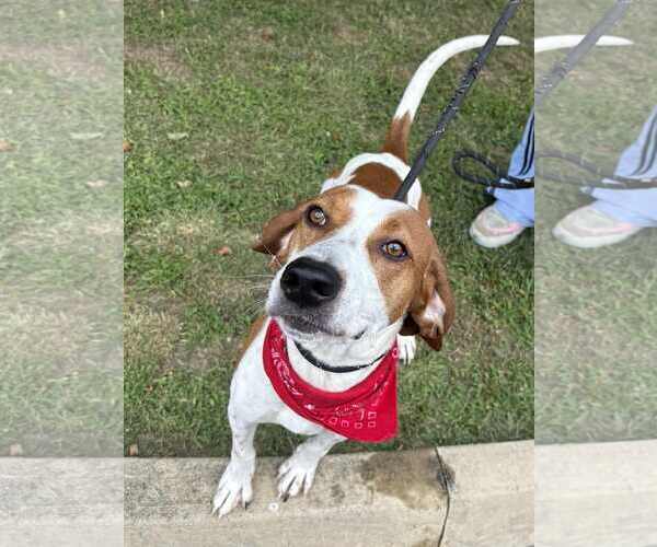 Medium Photo #1 Coonhound-Unknown Mix Puppy For Sale in Low Moor, VA, USA
