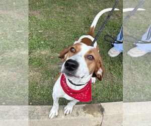 Coonhound-Unknown Mix Dogs for adoption in Low Moor, VA, USA