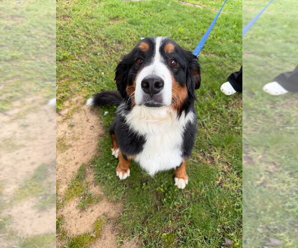 Medium Photo #1 Bernese Mountain Dog Puppy For Sale in Evansville, IN, USA