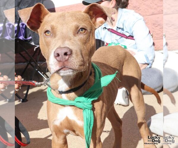 Medium Photo #5 Boxador Puppy For Sale in Washington, DC, USA