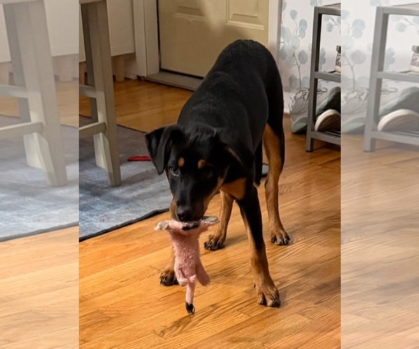 Medium Photo #4 Rottweiler-Unknown Mix Puppy For Sale in Germantown, OH, USA