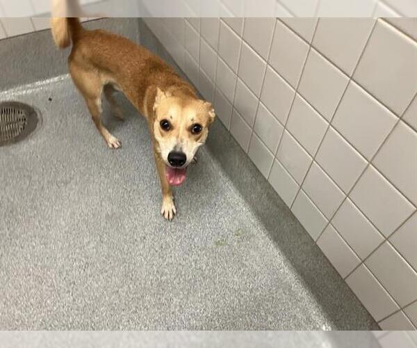 Medium Photo #1 Basenji-Labrador Retriever Mix Puppy For Sale in Orange, CA, USA