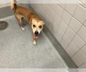 Medium Basenji-Labrador Retriever Mix