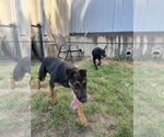 Small #4 Mutt