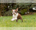 Small #6 Boston Terrier