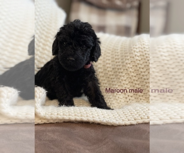 Medium Photo #5 Labradoodle Puppy For Sale in LIBERTY, IL, USA