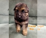 Small Photo #3 German Shepherd Dog Puppy For Sale in BENSON, NC, USA