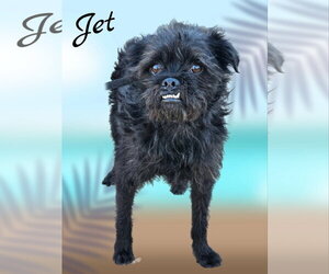 Jet - Male Pugairn Dog for Adoption - Photo #4