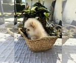 Small #11 Pomeranian