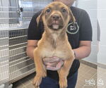 Small #3 Australian Shepherd Mix