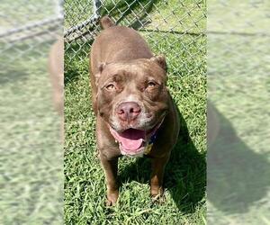 American Staffordshire Terrier Dogs for adoption in Tulsa, OK, USA