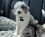 Small #13 Sheepadoodle