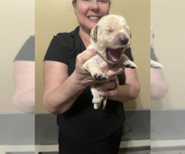 Medium Photo #7 Golden Retriever Puppy For Sale in PEORIA, AZ, USA