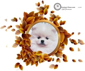 Pomeranian Puppy for sale in CHARLOTTE, NC, USA