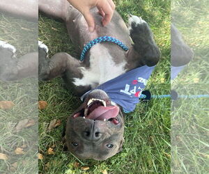 American Pit Bull Terrier-Unknown Mix Dogs for adoption in Germantown, OH, USA