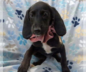 Irish Setter-Poodle (Miniature) Mix Dogs for adoption in Grovertown, IN, USA