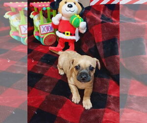 Toxirn Dogs for adoption in Arlington, WA, USA