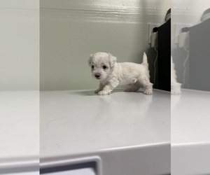 Maltipoo-Poodle (Toy) Mix Puppy for sale in MODESTO, CA, USA