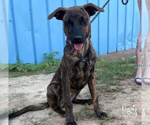 Mutt Dogs for adoption in Washington, DC, USA