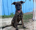 Sassy Doo - Female Mutt Dog for Adoption - Small photo