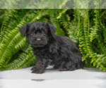 Puppy Tommy YorkiePoo